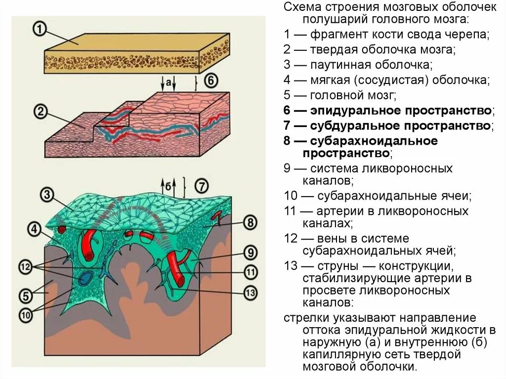 Внутренняя оболочка мозга. Твердая мозговая оболочка головного мозга схема. Паутинная оболочка головного мозга. Строение оболочек головного мозга мягкая паутинная твердая. Строение оболочек головного мозга мягкая сосудистая.