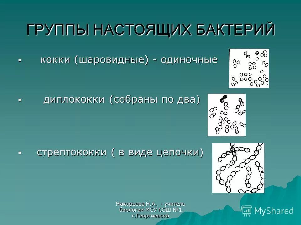 подцарство прокариот. настоящие бактерии. настоящие бактерии. подцарство настоящие бактерии. царство настоящие бактерии.