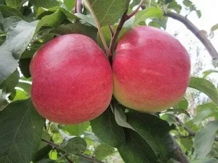 Яблоня анис