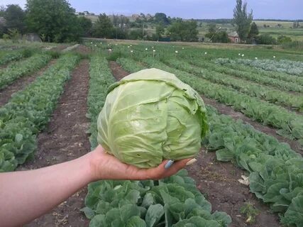 Урожай капусты с га