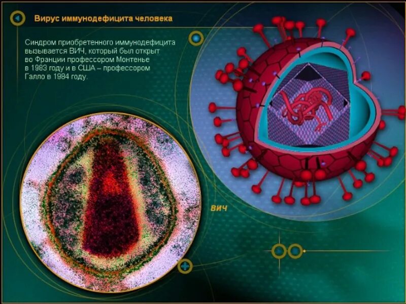 Virus 9. Вирусы биология. Биология 9 класс тема вирусы. Виды вирусов в биологии. Строение вируса СПИДА.