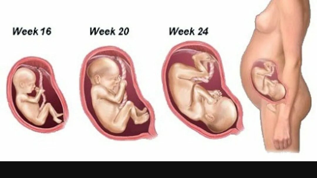 24 неделя развитие. Расположение ребенка 2 триместр. Плод во втором триместре беременности. Расположение плода в животе на 20 неделе беременности. Положение ребенка на 20 неделе беременности.