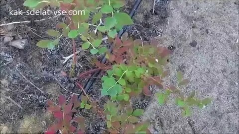 Подкисление голубики электролитом