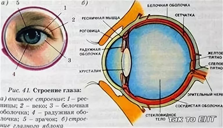 Глаз человека биология 8 класс. Внешнее строение глаза. Строение глаза с ресницами. Размер глаза человека. Анатомия глаза для детей.