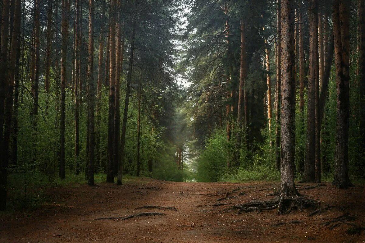 Какие леса в нашем крае