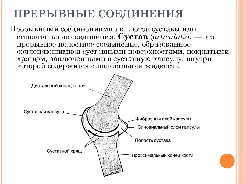 Прерывные соединения костей. Строение синовиальных соединений. Прерывные соединения костей суставы. Соединение костей прерывные соединения - суставы. Синовиальные соединения костей.