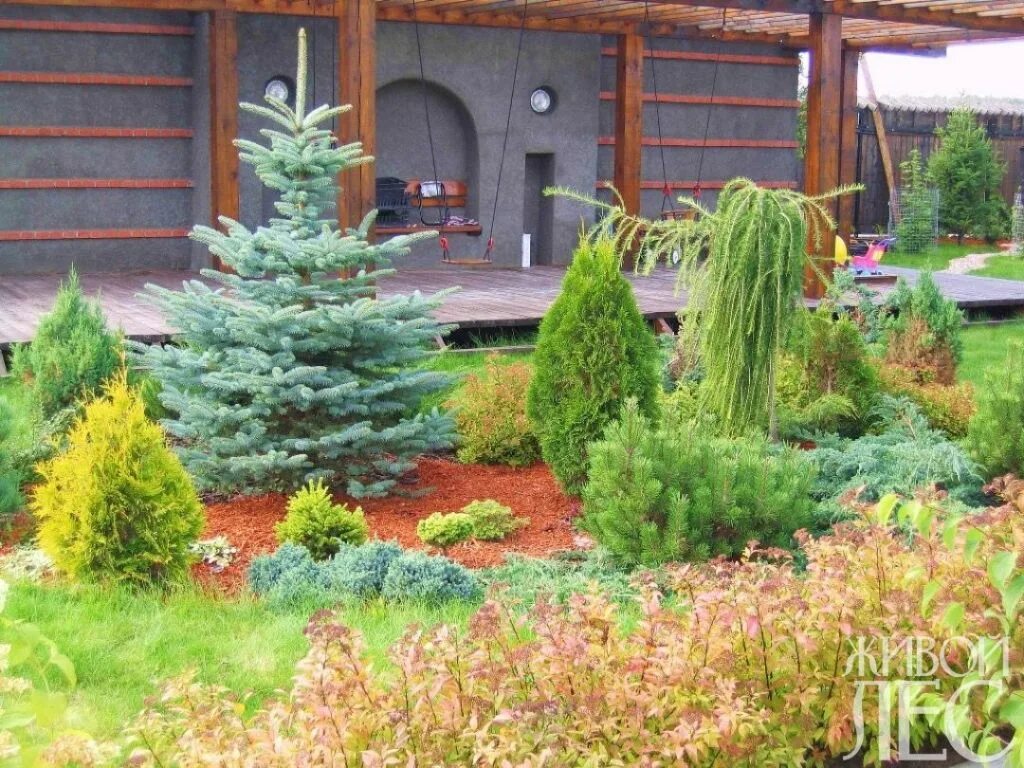 Купить ЯПОНСКАЯ Лиственница ЖЕСТКАЯ ПЛАЧКА 160 СМ В ГОРШКЕ: отзывы, фото и харак