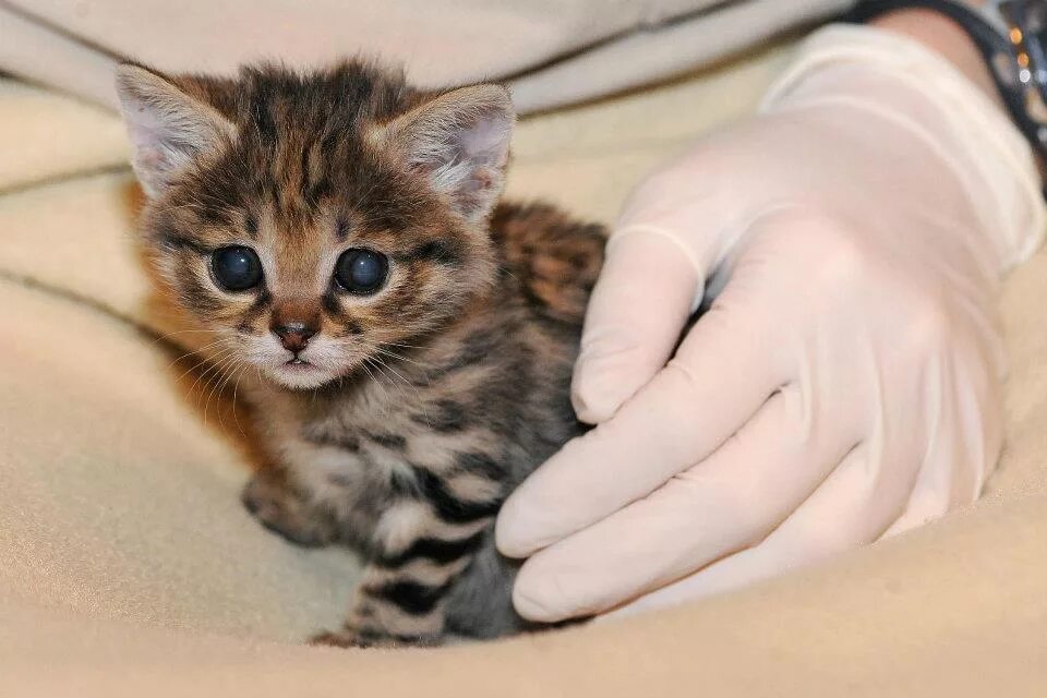 Карликовые кошки манчкин. Кот манчкин экзот. Полосатые котята беспородные. Сколько стоят маленькие кошки. Британская золотая шиншилла.