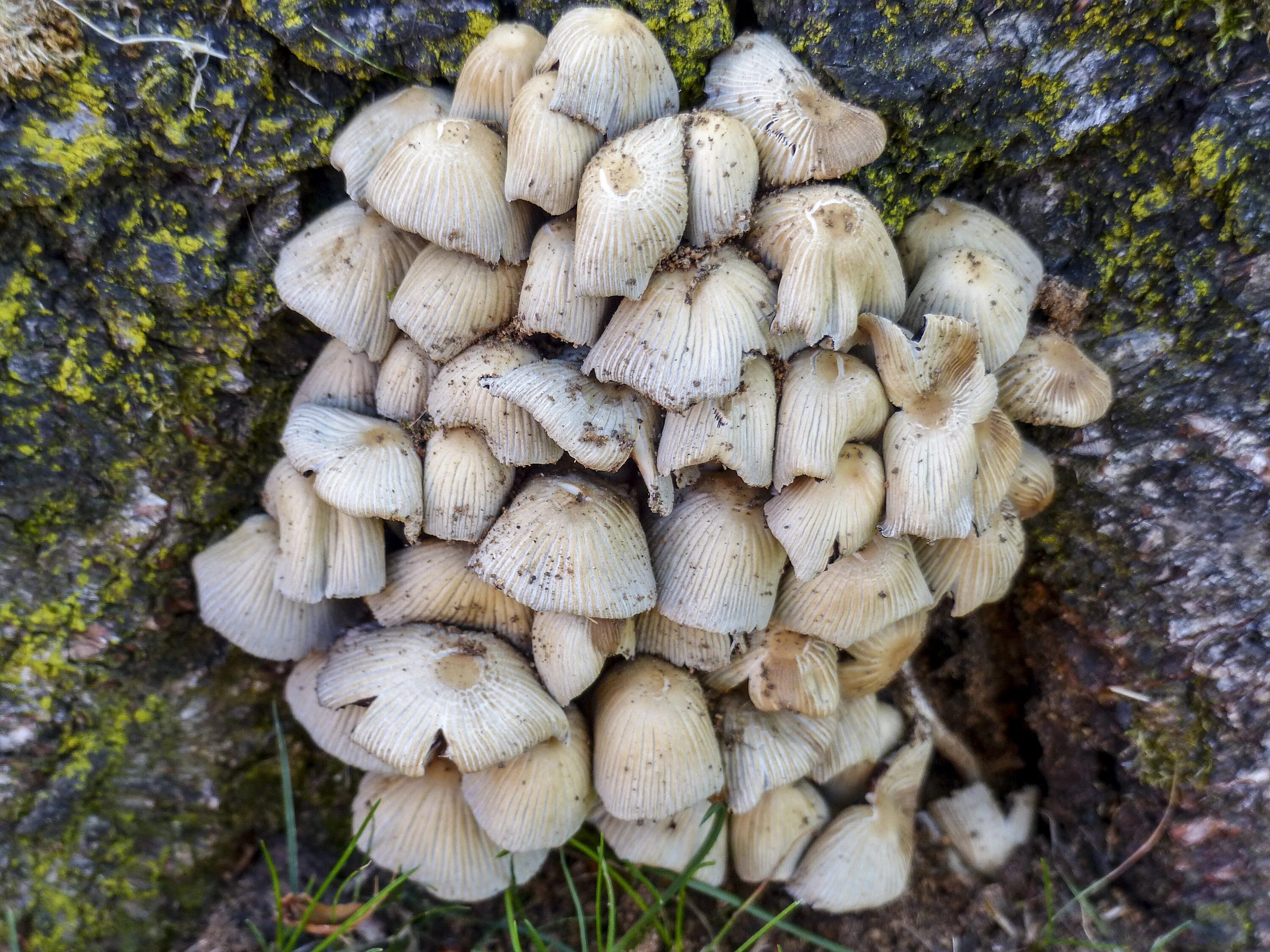 Вешенка рожковидная Pleurotus cornucopiae. Вешенка белая Лесная. Поганка вешенка. Вешенка Лесная ложная. Вешенка опята