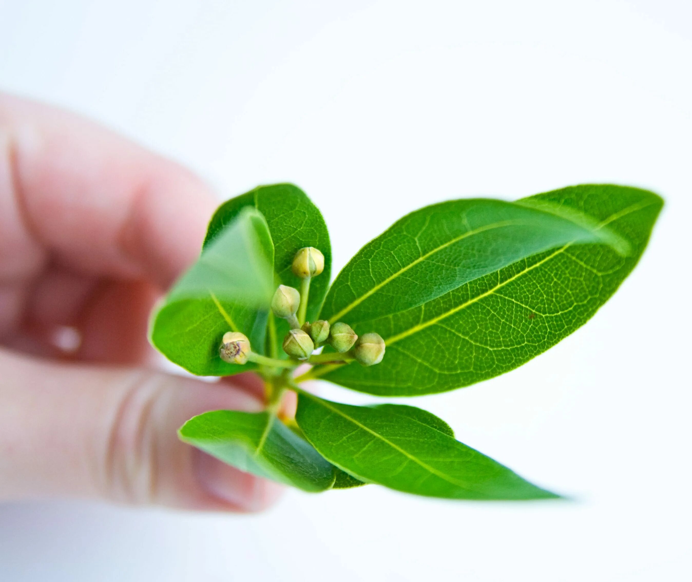 Лавровый лист на удачу. Лавровый лист на удачу. Лавровый лист на удачу. Лавровый лист на удачу и деньги. Лавровый лист на удачу.