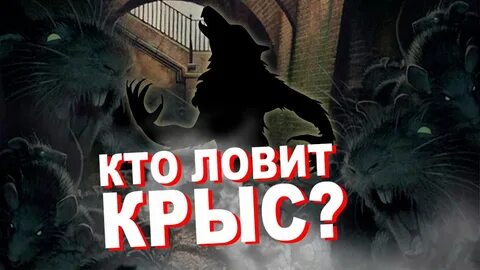 Кто же крыса