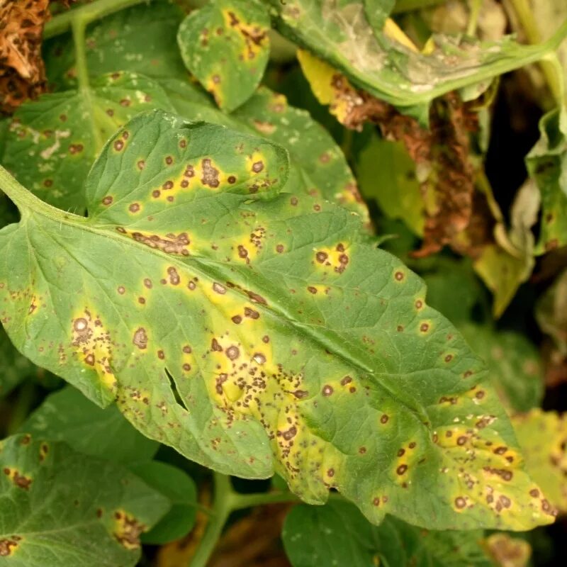 Plant disease. Септориоз (белая пятнистость). Кладоспориоз (бурая пятнистость). Бурая пятнистость томатов (кладоспориоз).. Септориоз на рассаде томатов.