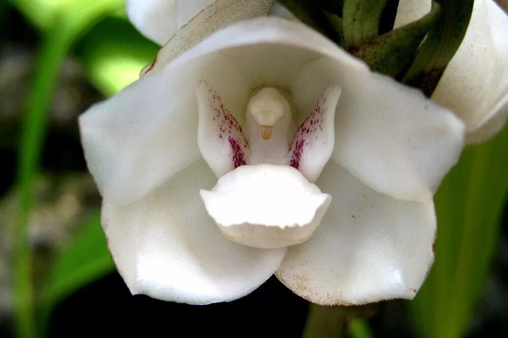 Орхидея элата когда цветет