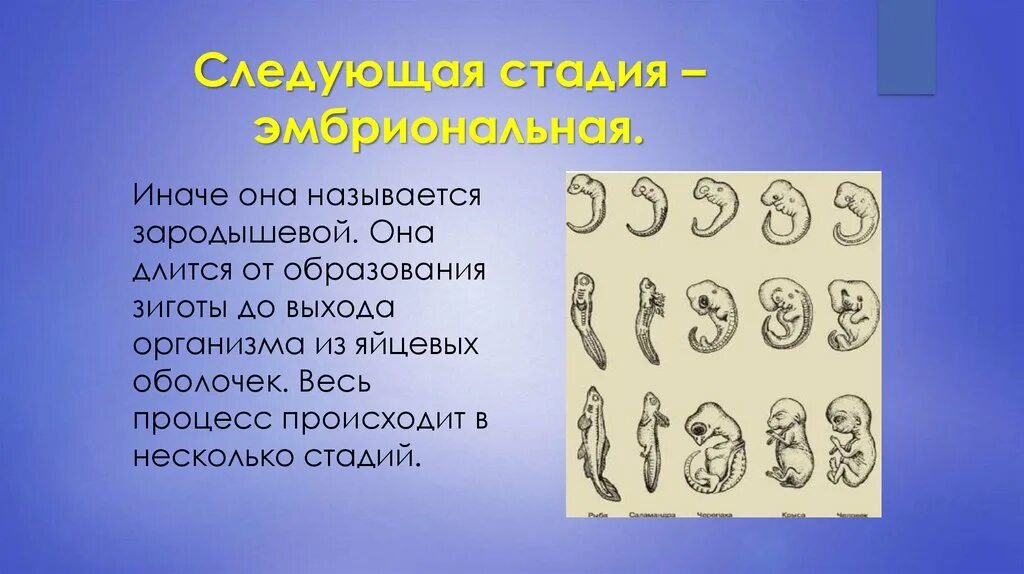 Онтогенез контрольная. Онтогенез. Развитие звуков в онтогенезе. Непрямой онтогенез. Выход зародыша из яйцевых оболочек.