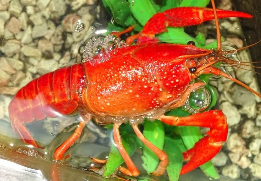 Лобстер самка и самец. Речные рачки. Калифорнийский лобстер. Crayfish. Crayfish in a jar.