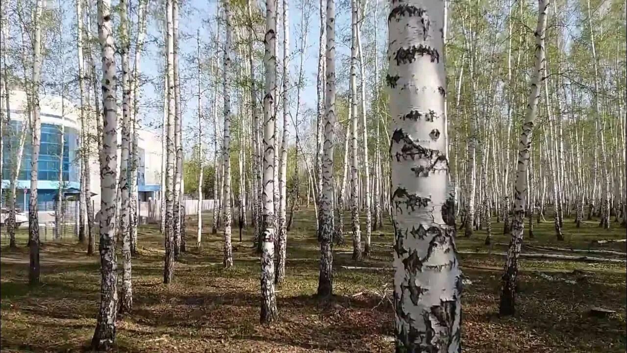 7 берез. Берёзовая роща орехово-зуево. экобаза «берёзовая роща». березовая роща ишим. покровка барнаул березовая роща.