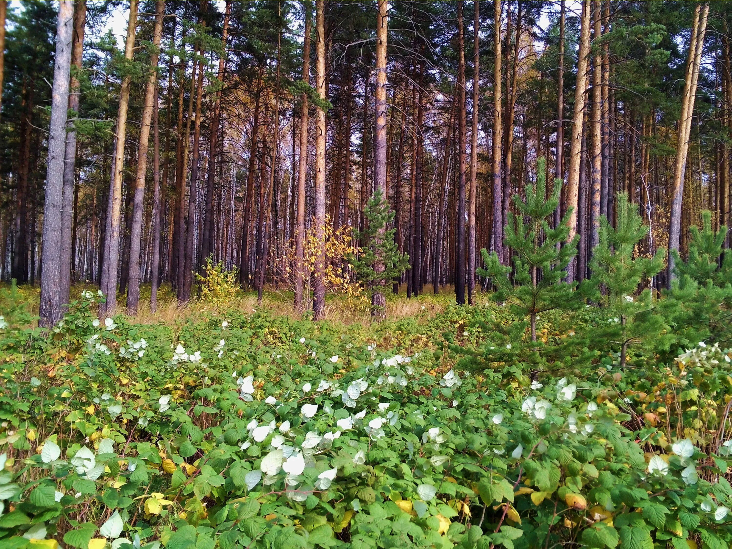 Цветы сосновый бор ленинградская. Сосновый Бор Марий Эл природа. Лес Сосновый Бор Марий Эл. Бузулукский Бор весной. Бузулукский Бор сосна.