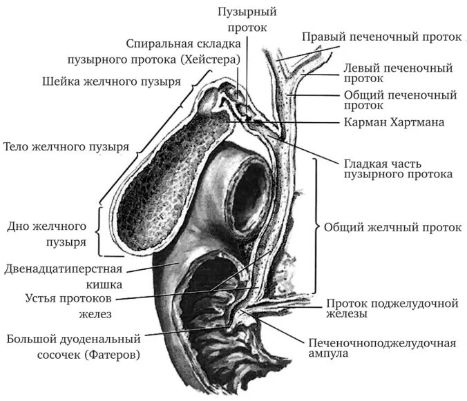 Оболочки желчного пузыря. Внепеченочные протоки желчного пузыря. Долевые желчные протоки анатомия. Стенки желчного пузыря схема. Стенки желчного пузыря анатомия.
