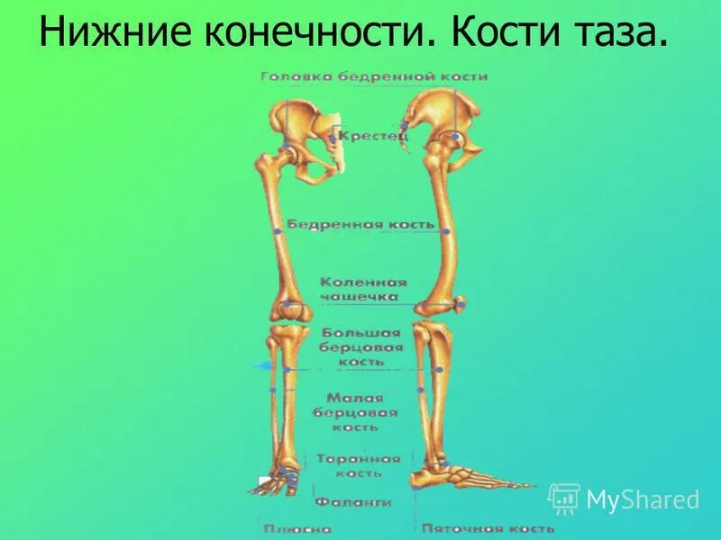 Функции костей конечностей