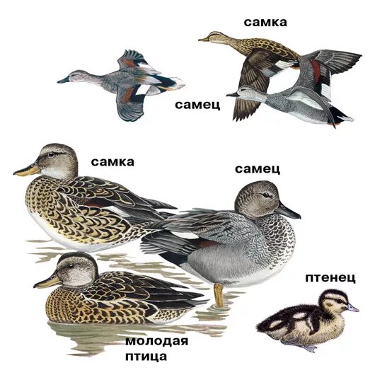 Утка кряква самец. Отличие утки от кряквы. Уток определение. Утки белые как определить пол. Уток определение.
