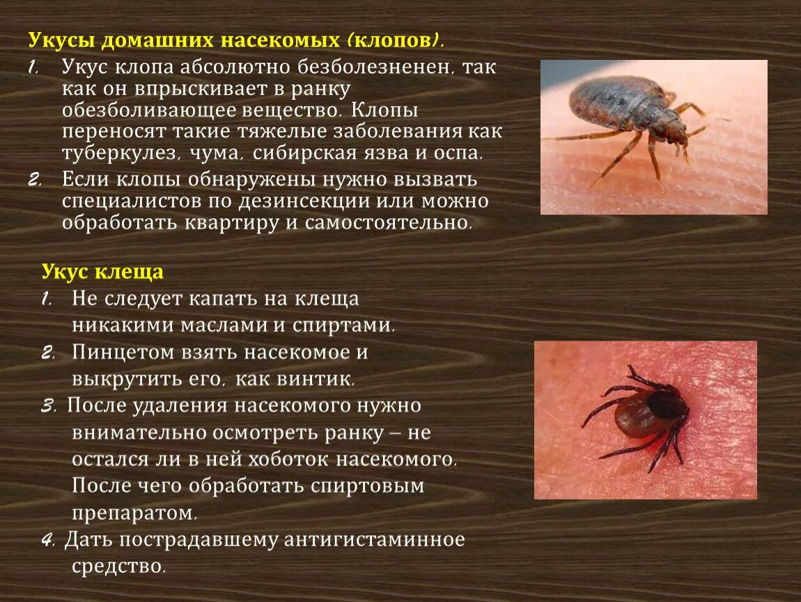 Как вылечить клещ в домашними
