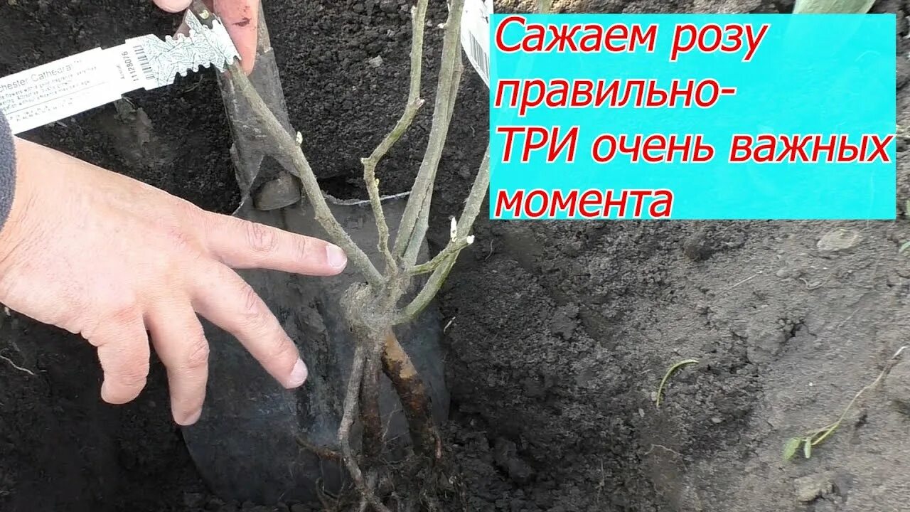 Посадка саженца розы. Окучивание роз на зиму землей. Видео посадка розы весной в открытый грунт. Пересаживаем розы. Как сажать розы чайно гибридные правильно.