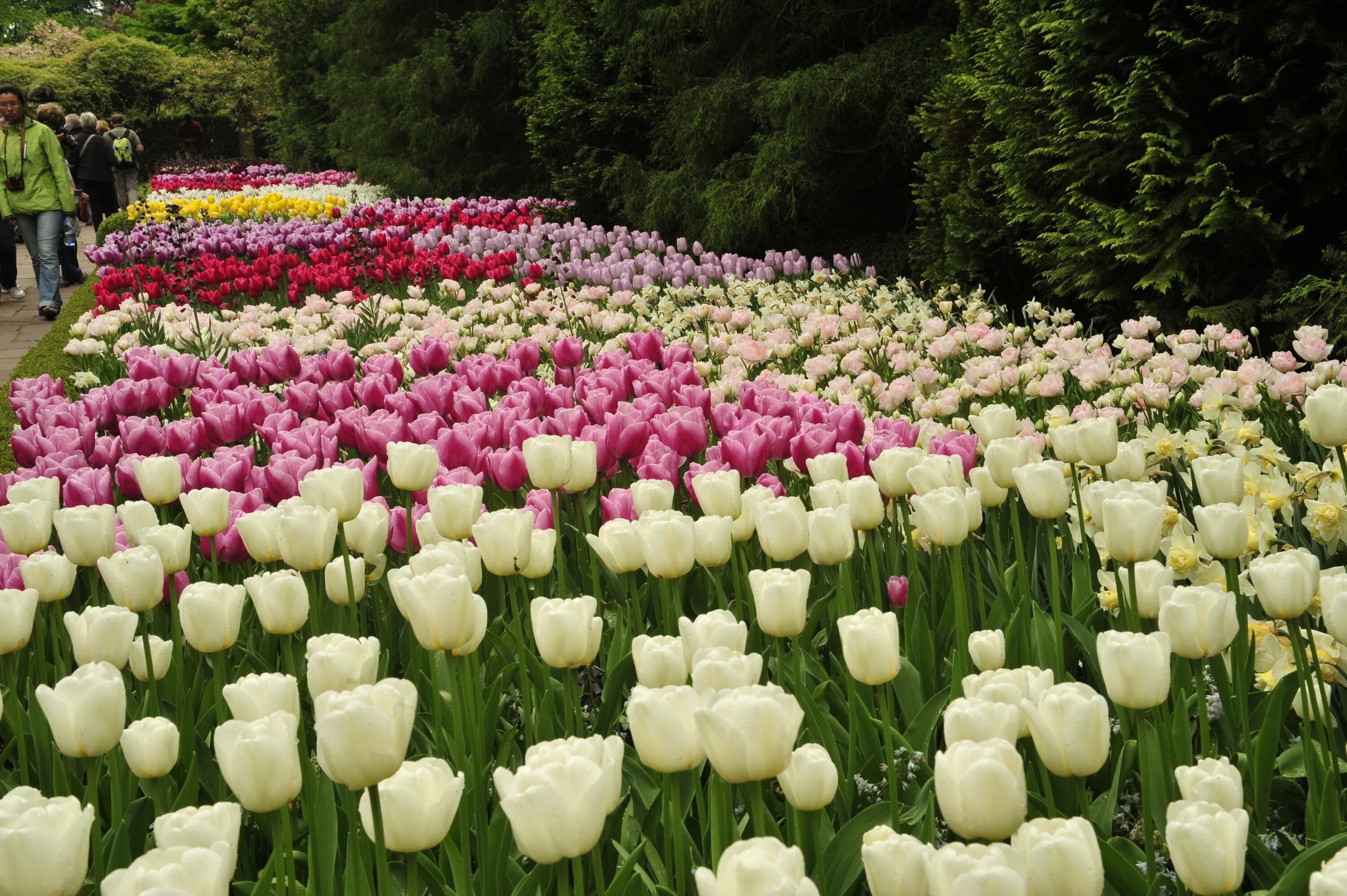 2 ряда тюльпанов. Парк тюльпанов Кейкенхоф. Королевский парк цветов кёкенхоф. Парк « Keukenhof“ в Голландии. Парк цветов Кейкенхоф Нидерланды.