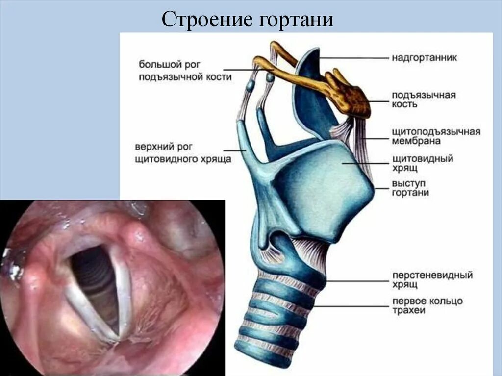 Надгортанник анатомия у детей. Строение гортани надгортанник. Горло трахея гортань строение. Строение горла надгортанник.