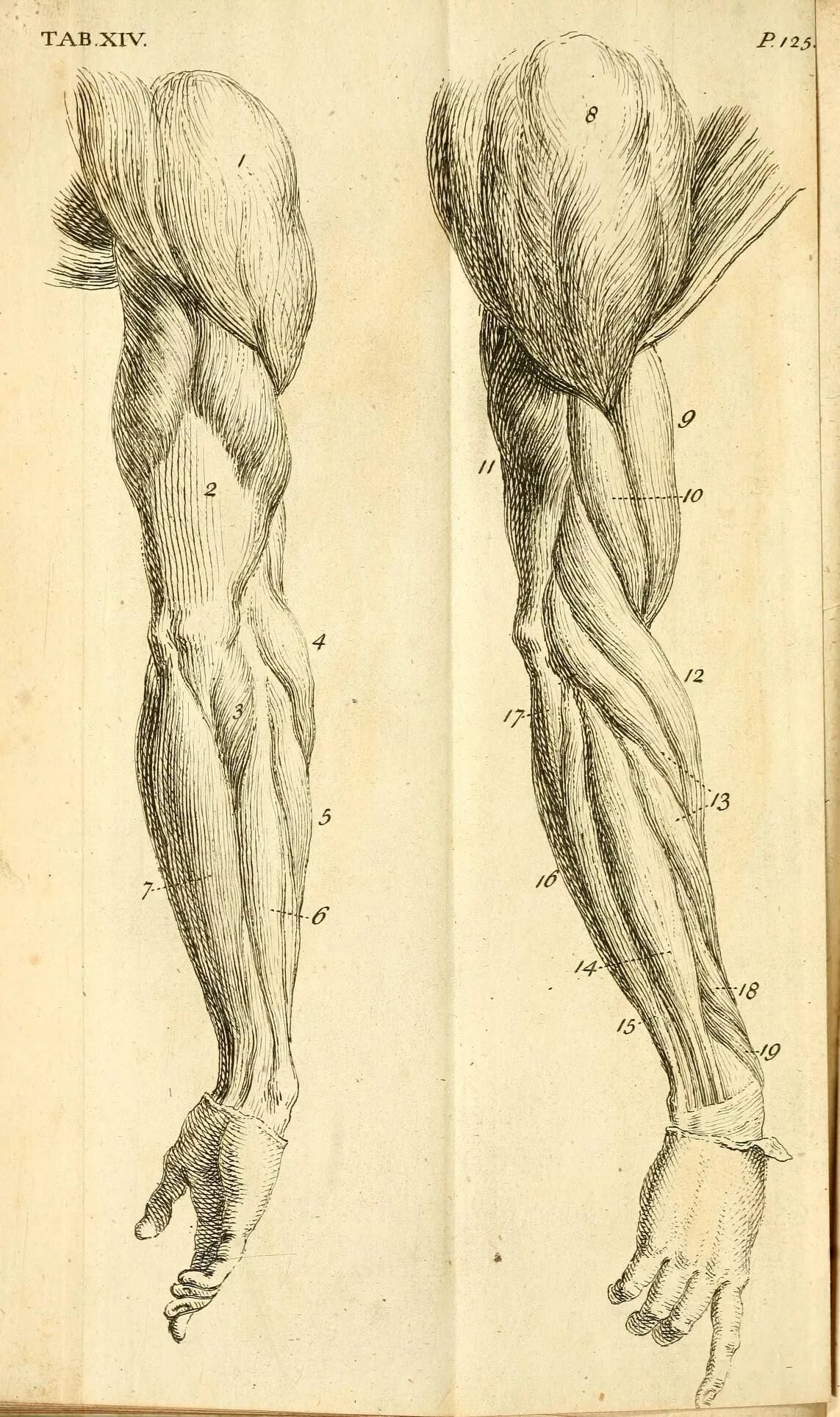 Анатомия мышц рук человека. Мышцы предплечья пластическая анатомия. Трицепс Баммес. Баммес кости предплечье. Мышцы предплечья Баммес.