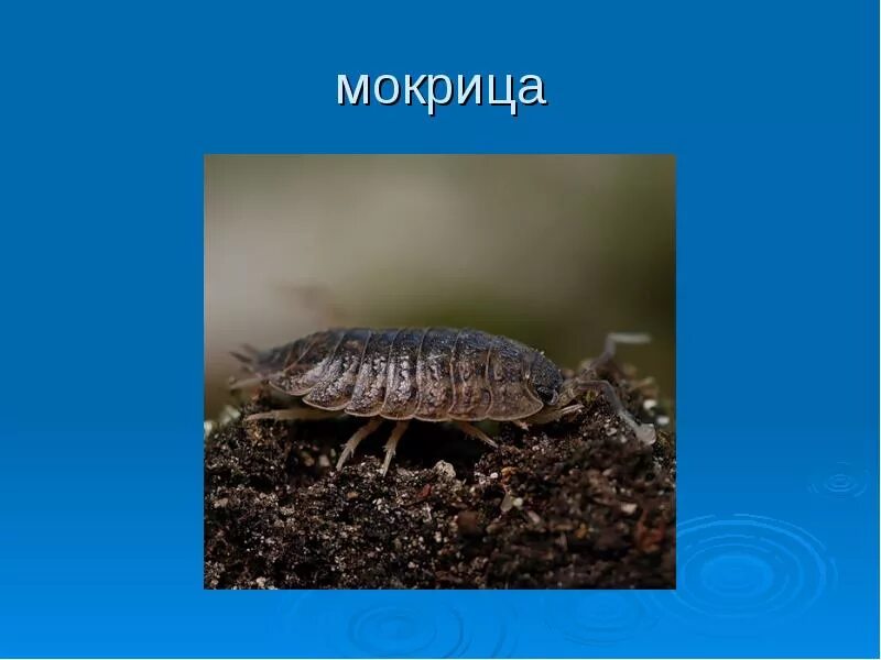 Какую среду обитания освоила мокрица. Мокрица. презентация мокрицы. мокрица тип членистоногие. мокрица классификация.