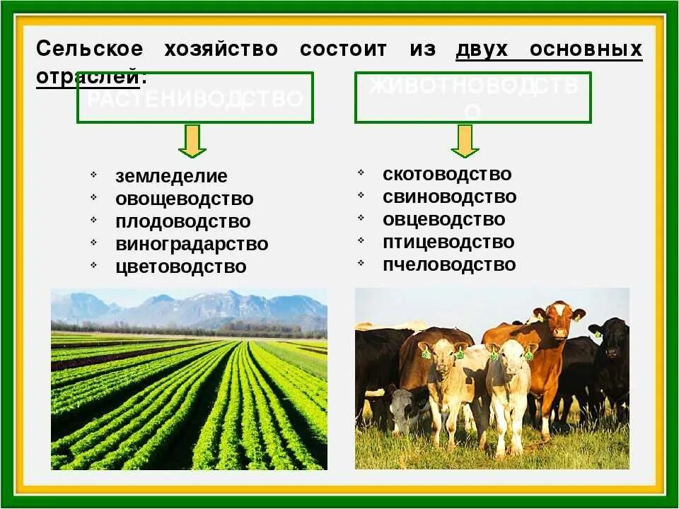 4 основные отрасли животноводства