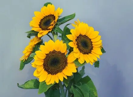 Sunflower отзывы