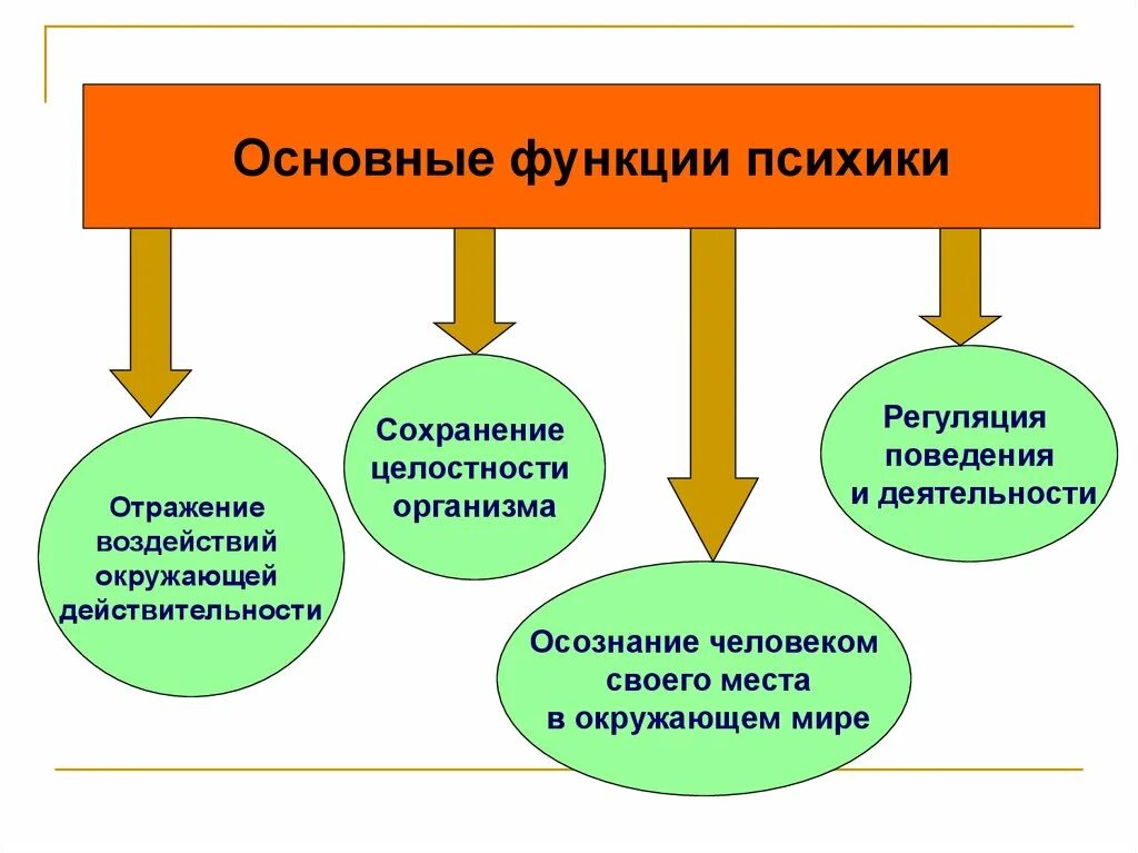 К основным функциям психики относятся. Перечислите функции психики. Основные функции психики человека. Функции психики человека в психологии. Психологическая функция человека