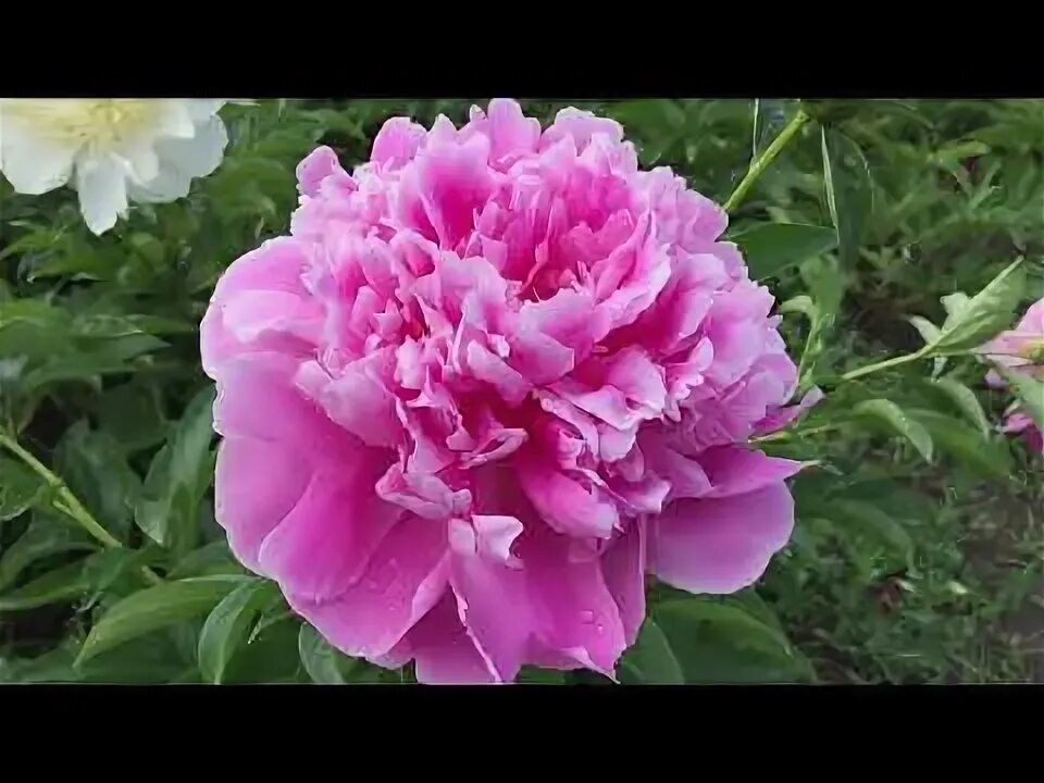пион JACORMA, пион Якорма, пион Джакорма, травянистый пион Джакорма