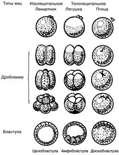 Типы дробления