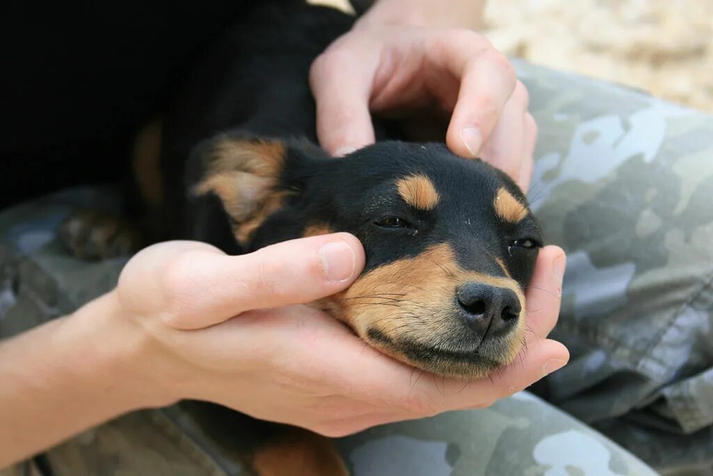 Сонник-толкование снов убить щенят. Белая собака. Сон собаки. Видеть во сне убитую собаку. Видеть во сне убитую собаку.