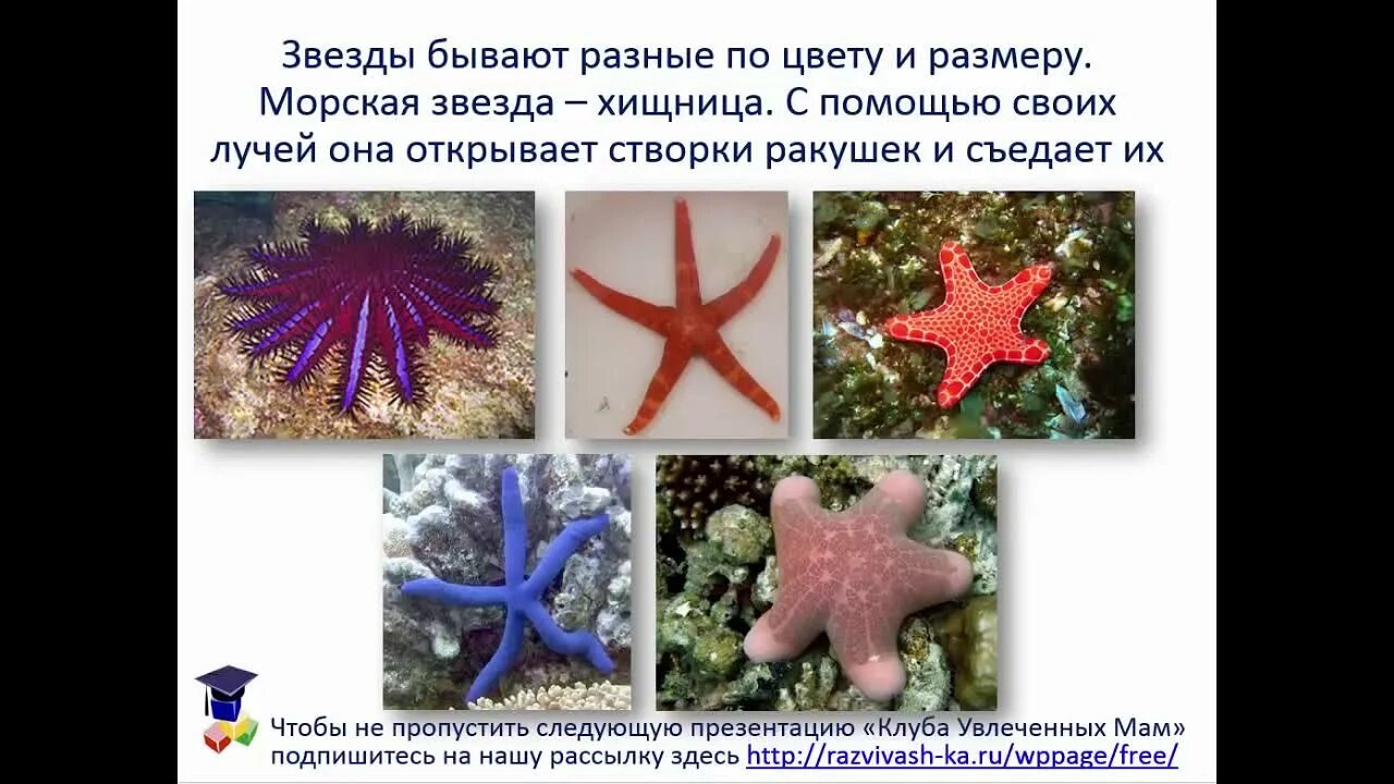 Информация об звездах