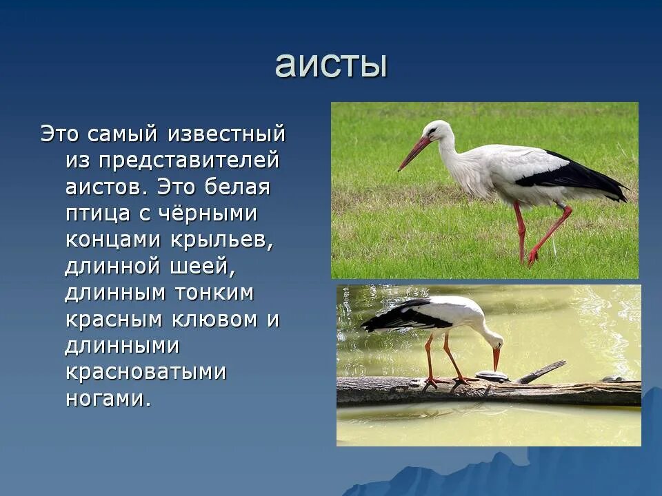 Аист для презентации. Белый Аист описание. Аист описание птицы. Аист Перелетная птица. План текста аист у многих народов считается