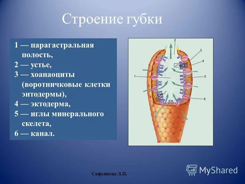 Имеет гастральную полость. Строение губок биология 7 класс. Строение губки биология. Схема внутреннего строения губки. Строение губки парагастральная полость.