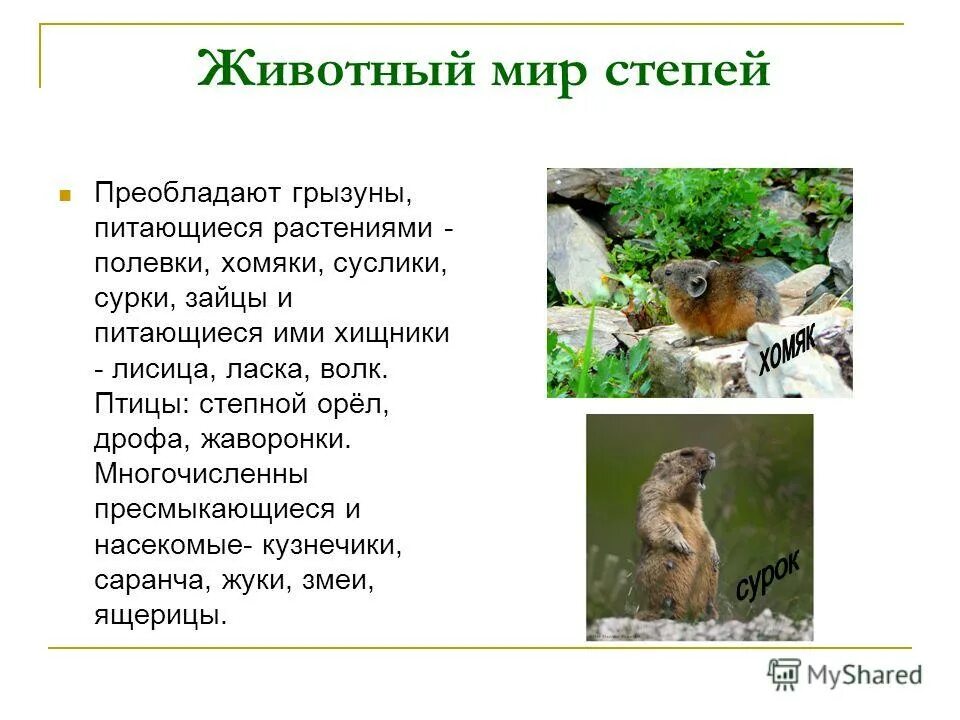 экология фауна. особенности флоры в степи. обитатели полупустынь россии пресмыкающиеся. кто преобладает среди животных. заповедник уссурийский заповедник.