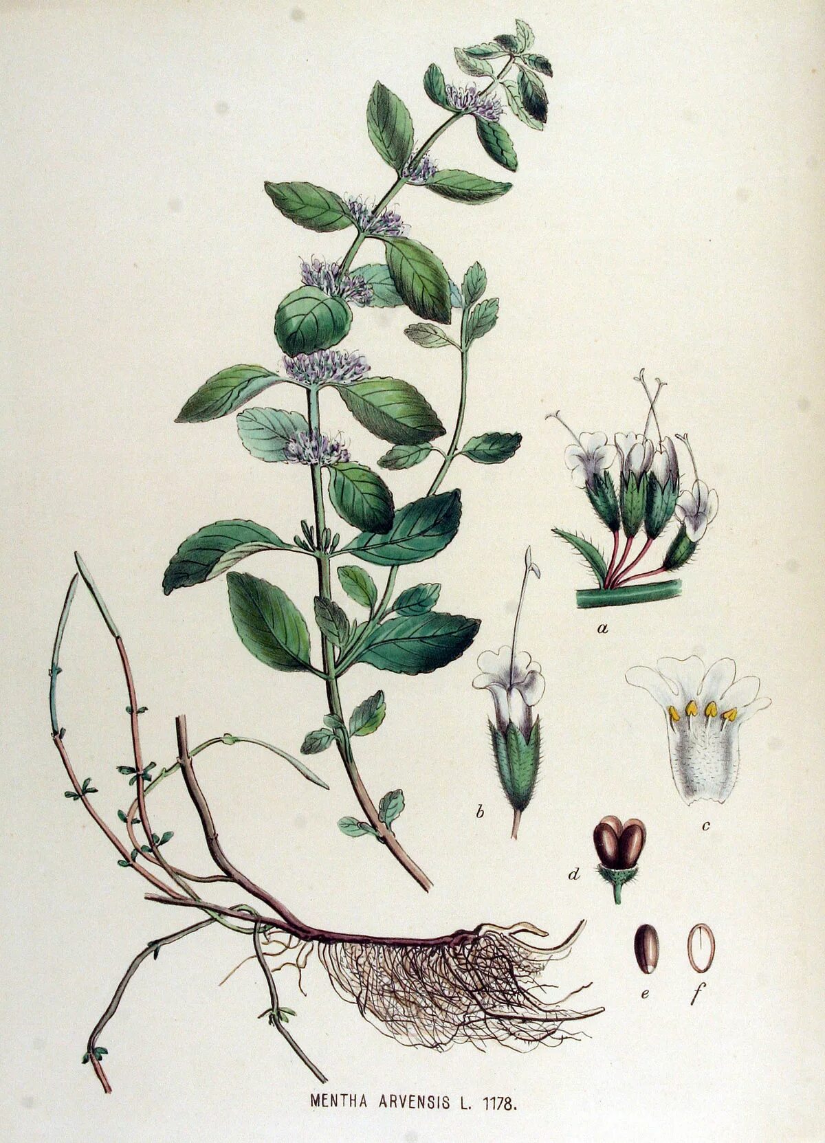 Мята Полевая (Méntha arvénsis). Мята Полевая (Mentha arvensis). Ценобий Яснотковые. Ценобий плод мяты. Телом ботаника