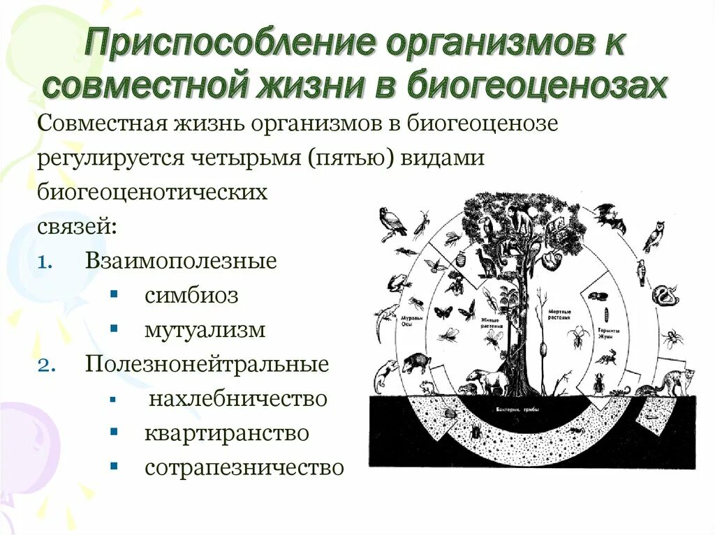 Виды связей в биогеоценозе. Приспособление в биогеоценозе. Приспособленность видов в биогеоценозе. Взаимополезные виды связей в биогеоценозе.