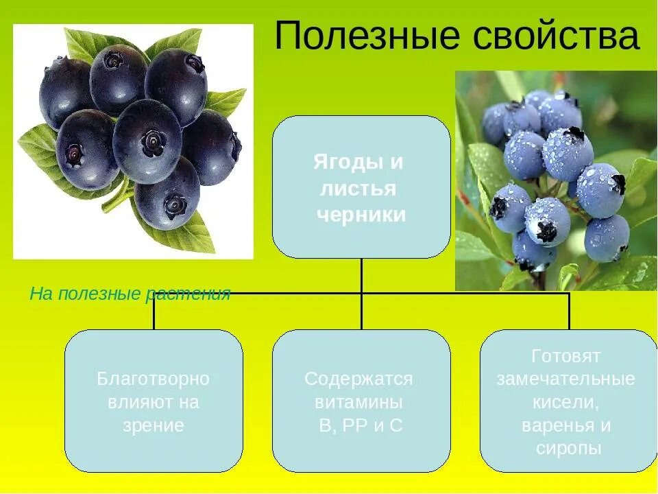 Черника миртолистная. Чем полезна черника для зрения. Чем полезна черника. Чем полезна черника. Черника мева.