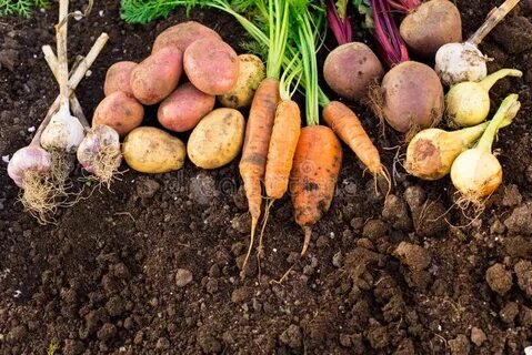 Ground vegetables