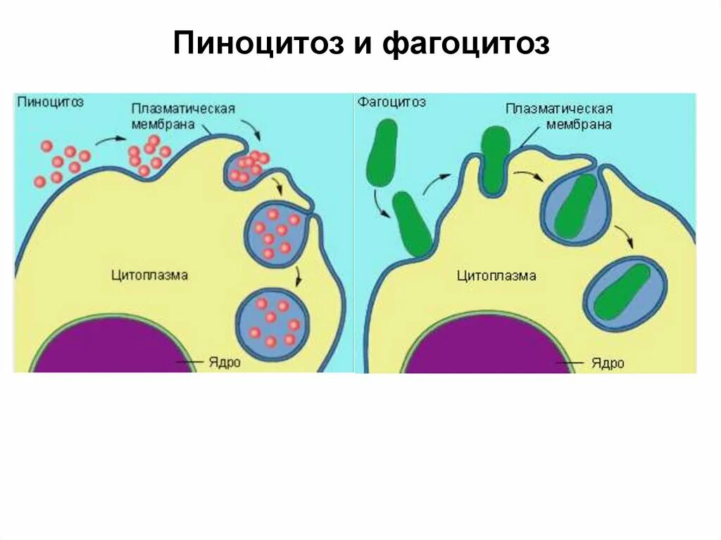 Фагоцитозный пузырек. Фагоцитоз и пиноцитоз ЕГЭ биология. Плазматическая мембрана пиноцитоз. Фагоцитоз и пиноцитоз. Процесс фагоцитоза и пиноцитоза.