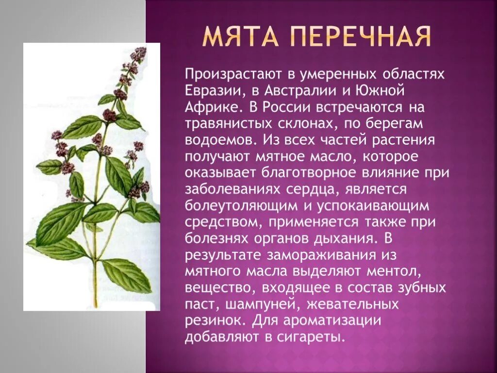 Произростать или произрастать. Произростать или произрастать. Произростать или произрастать. Азотолюбивым растения. Полезные растения.