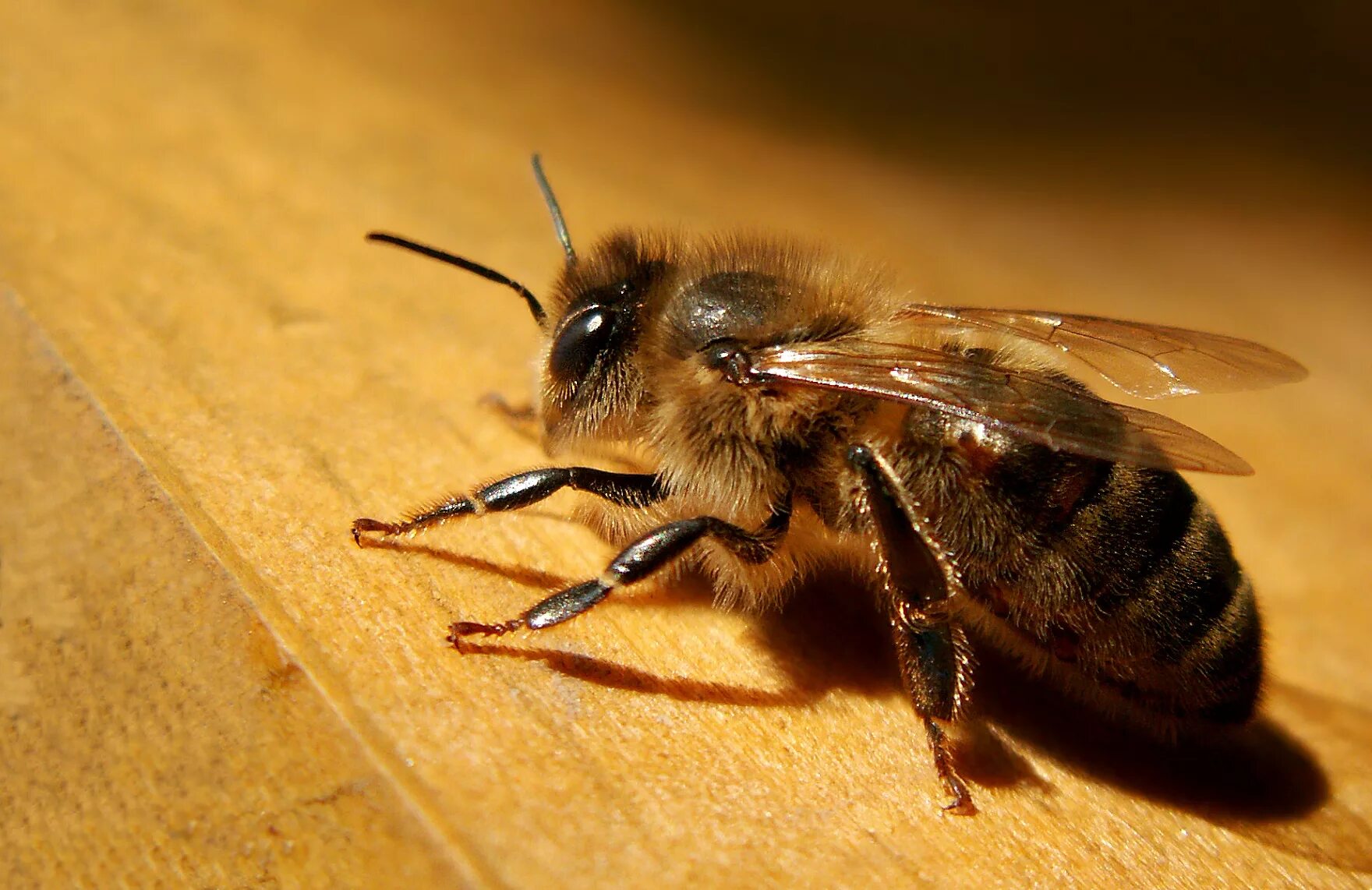 Апи пчела. Медоносная пчела. APIS mellifera carnica. Пчела АПИС Меллифера. Медоносная пчела. Пчеловодство.