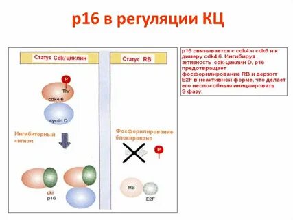Точки регуляции