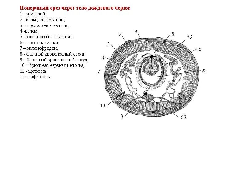 Схема поперечного среза червя. Кольчатые черви строение поперечный разрез. Поперечный срез lumbricus terrestris. Схема поперечного разреза аскариды. Поперечный срез дождевого червя.