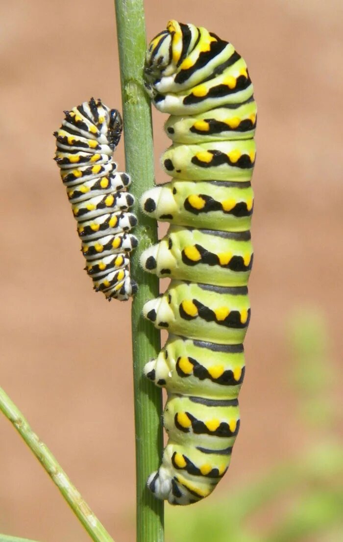 Лапки гусеницы. Катерпиллер гусеница. Caterpillar 4 гусеницы. Ядовитые гусеницы. Необычные гусеницы.